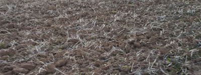 New stubble cultivator Chisel Minimum tillage soil preparation